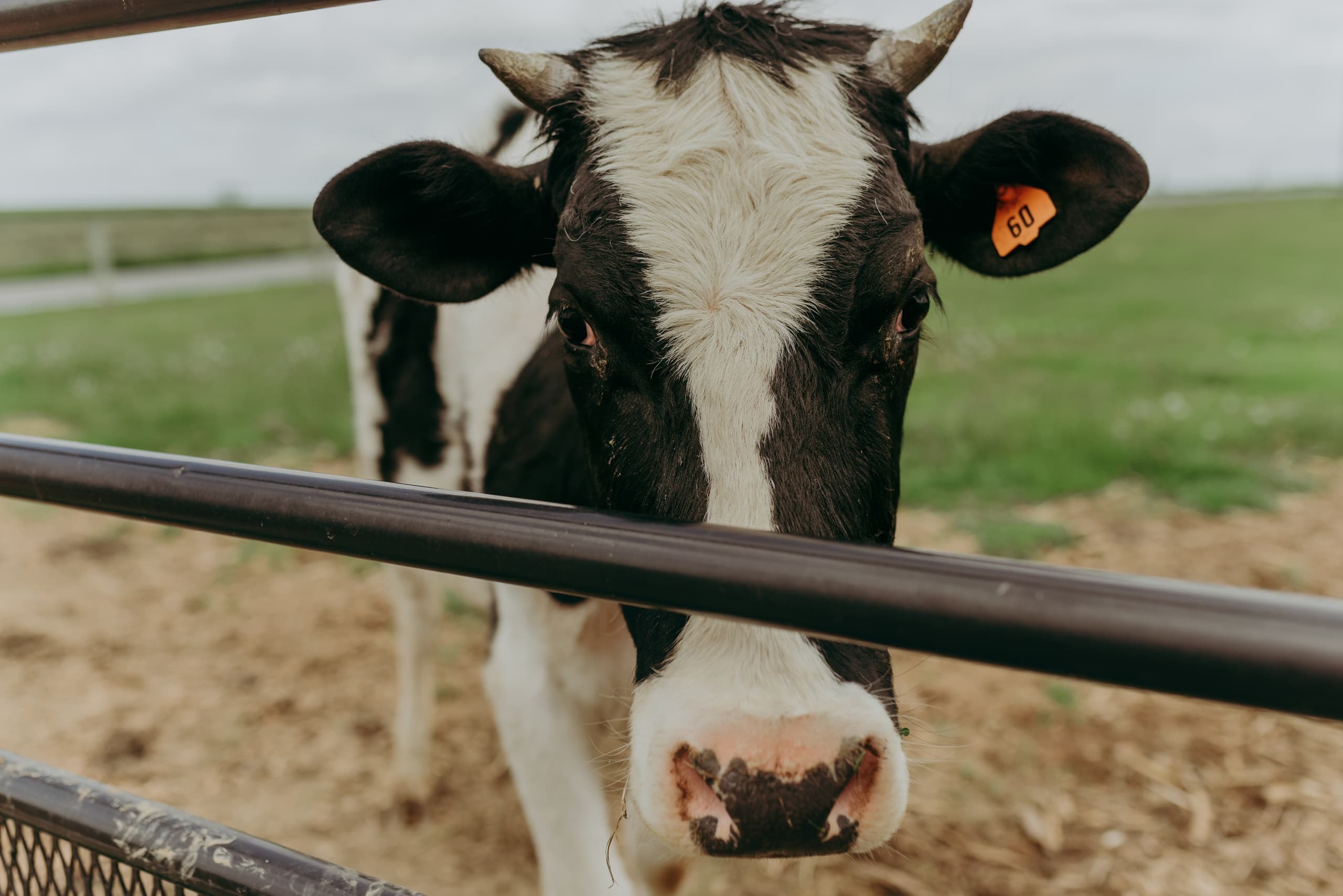 Private Farm Tour | Sightseeing Tour in Bird in Hand | Guided Tour, History Tour, Attraction, Farm, Private