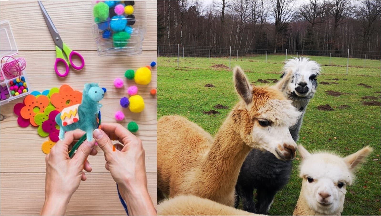 Crafting with Alpacas at Teuto-Alpakas in Tecklenburg