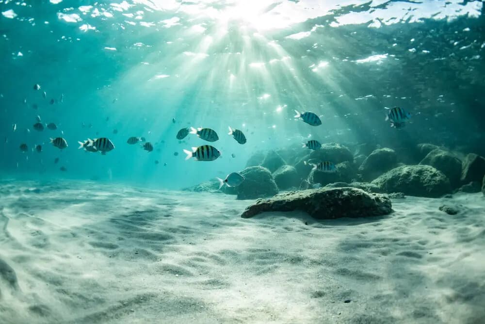 Hidden Reefs: Small-Boat Snorkel Tours Off Riviera Beach, FL photo 2