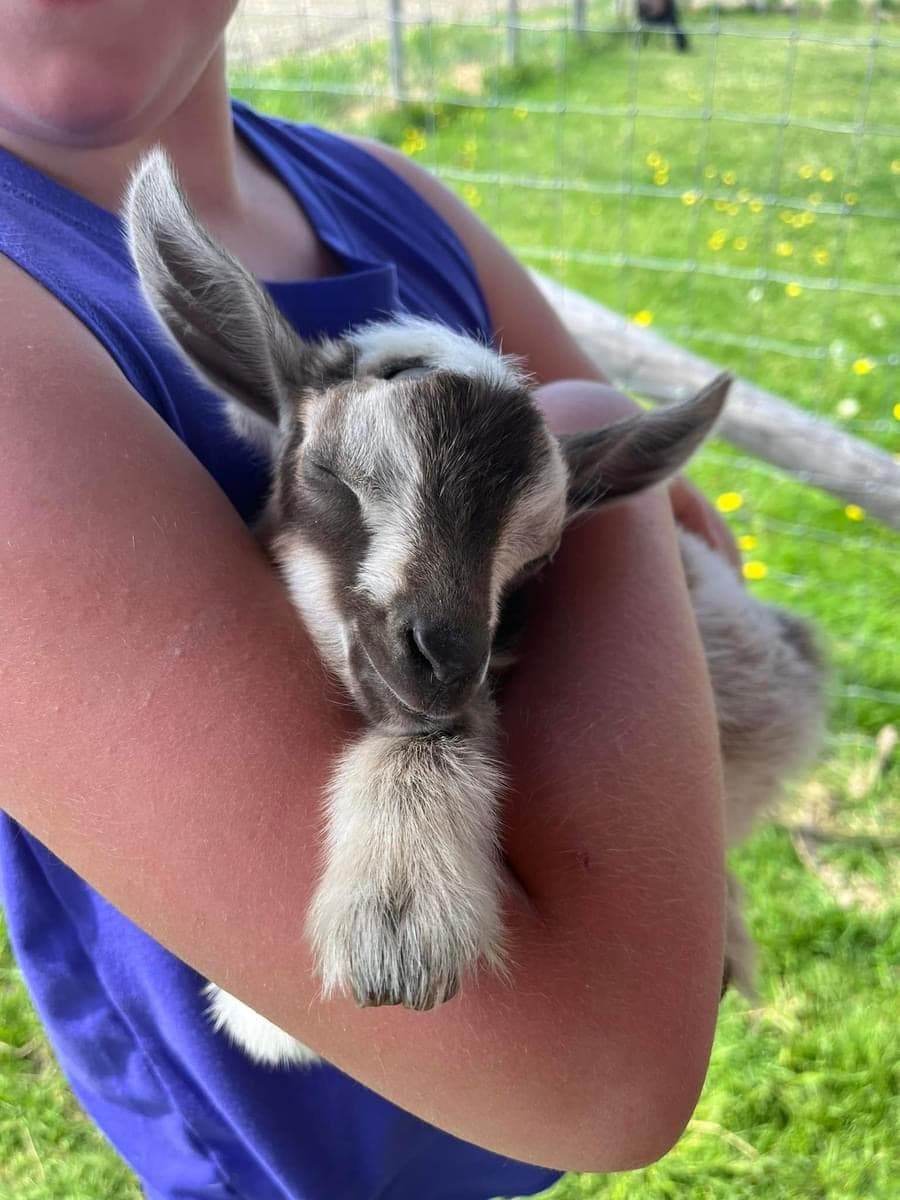 Snouts & Snuggles Farm Visit: Meet Goats, Pig Evie & Shop Local in Pembroke photo 2