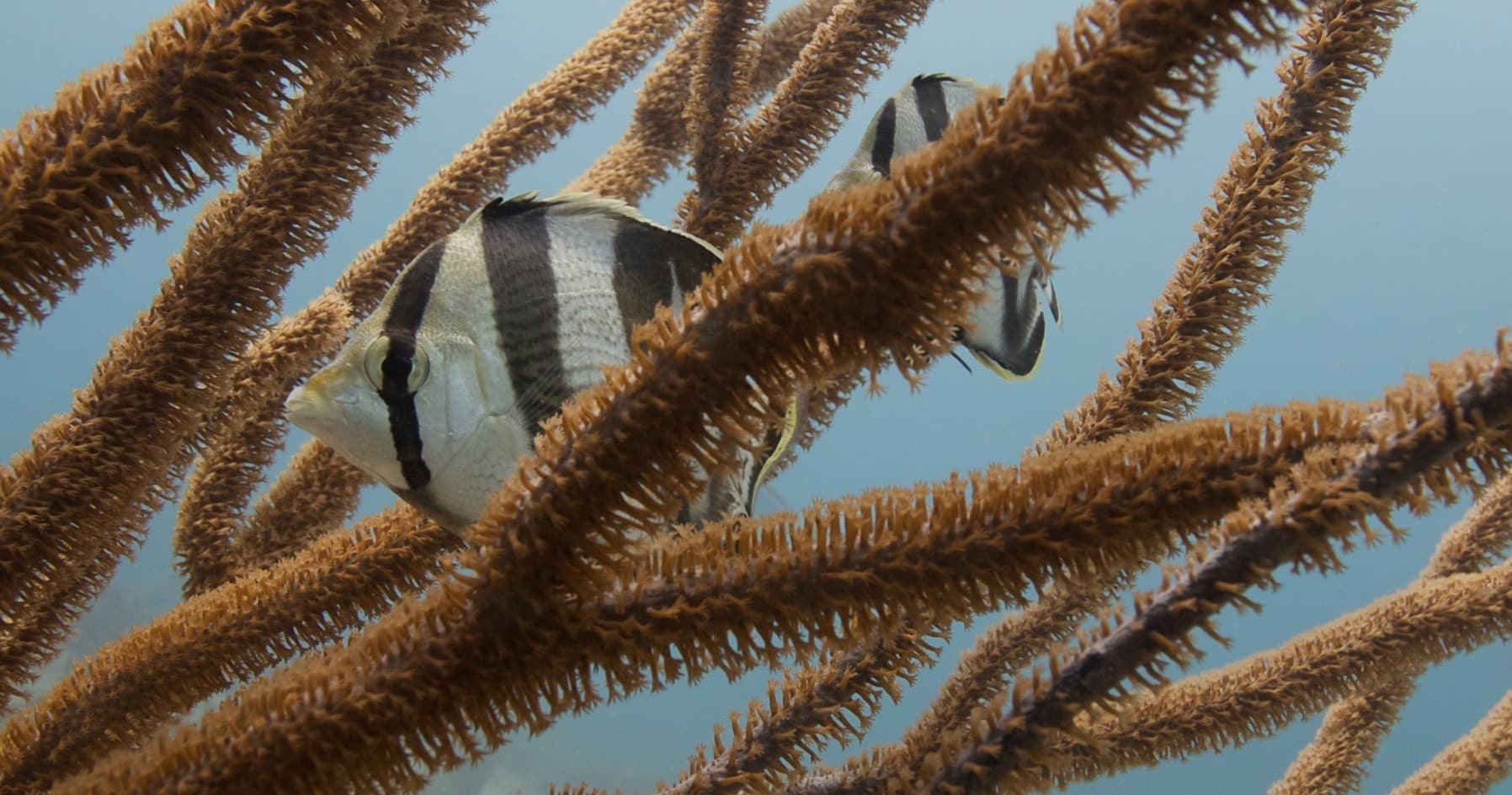Four-Dive Ocean Adventure in Playa del Carmen on the Mesoamerican Reef photo 1