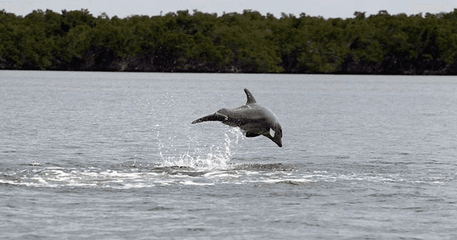 Wildlife & Birding Boat Tour at Everglades National Park by Aquaterra Excursions