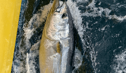 Big Game Tuna Fishing with Pembrokeshire Boat Charters