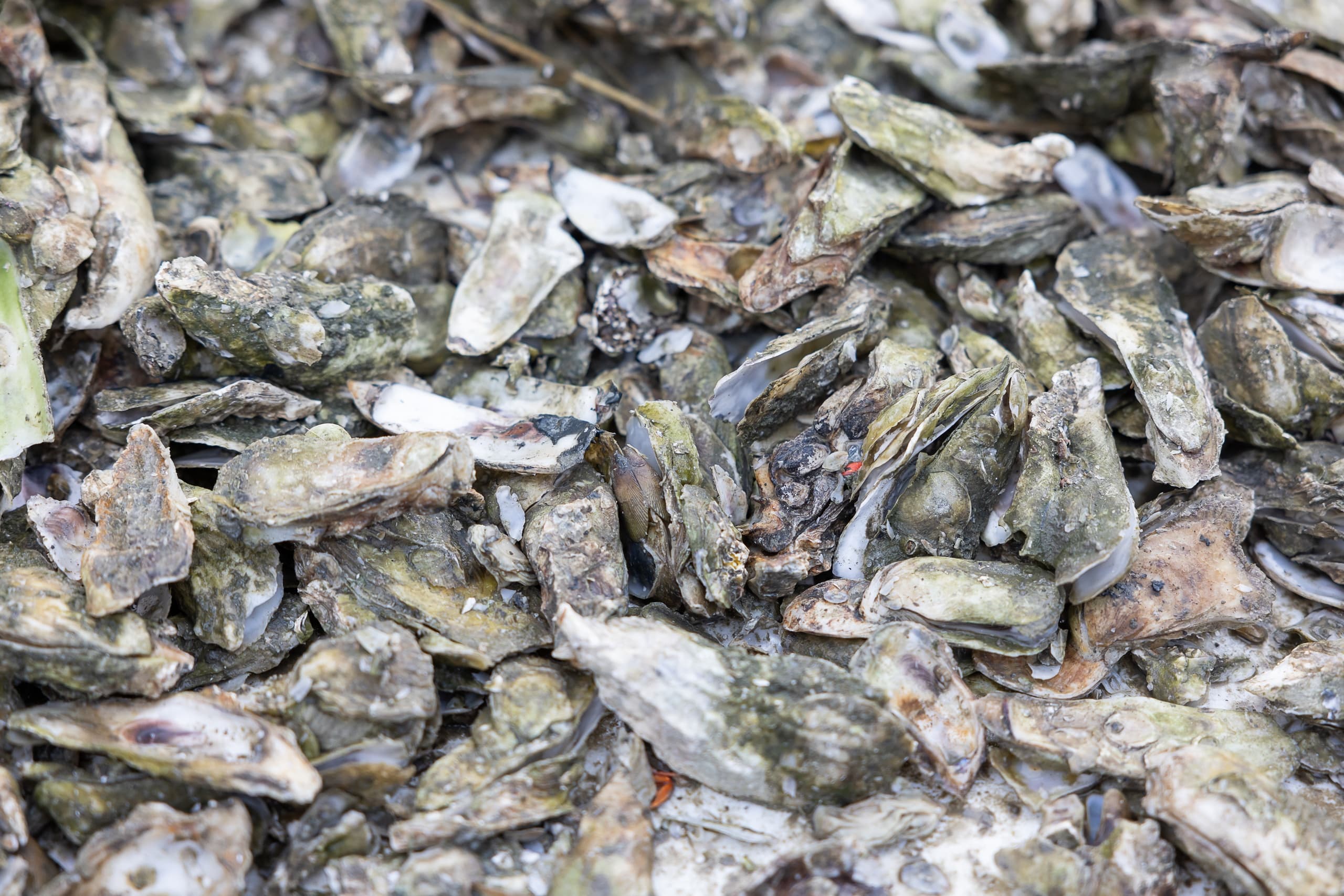 Oyster Roast at Drayton Hall in Charleston
