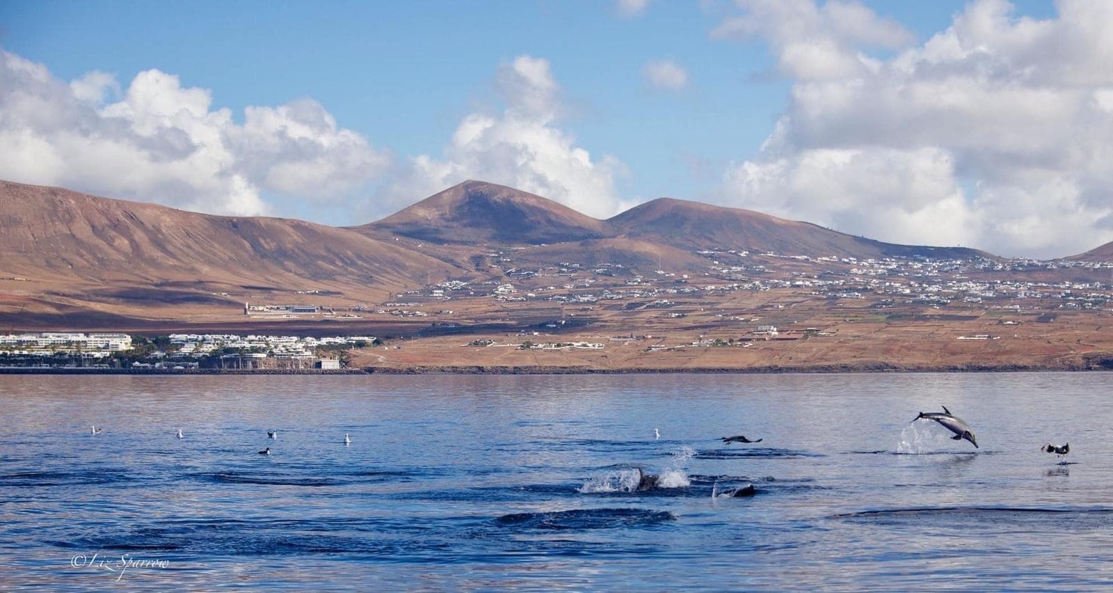 Whales and dolphins breaching near Lanzarote coastline, ocean