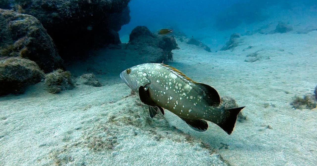 PADI Specialty Project AWARE