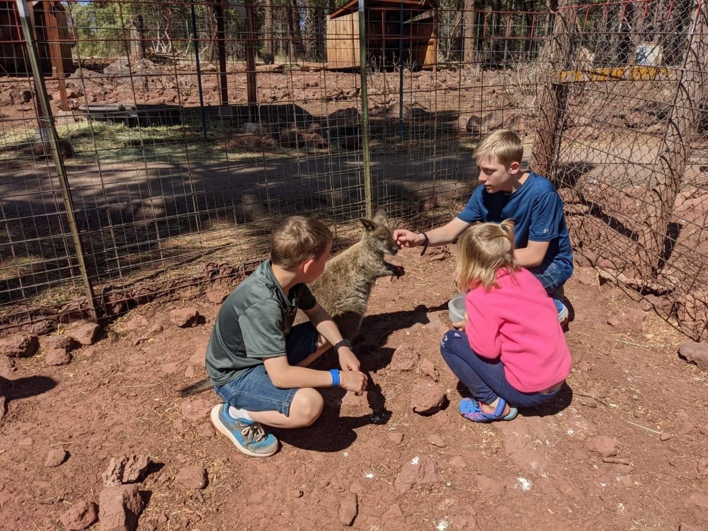 Feed Deer on Route 66: Group Rate Admission at The Deer Farm in Williams, Arizona photo 1