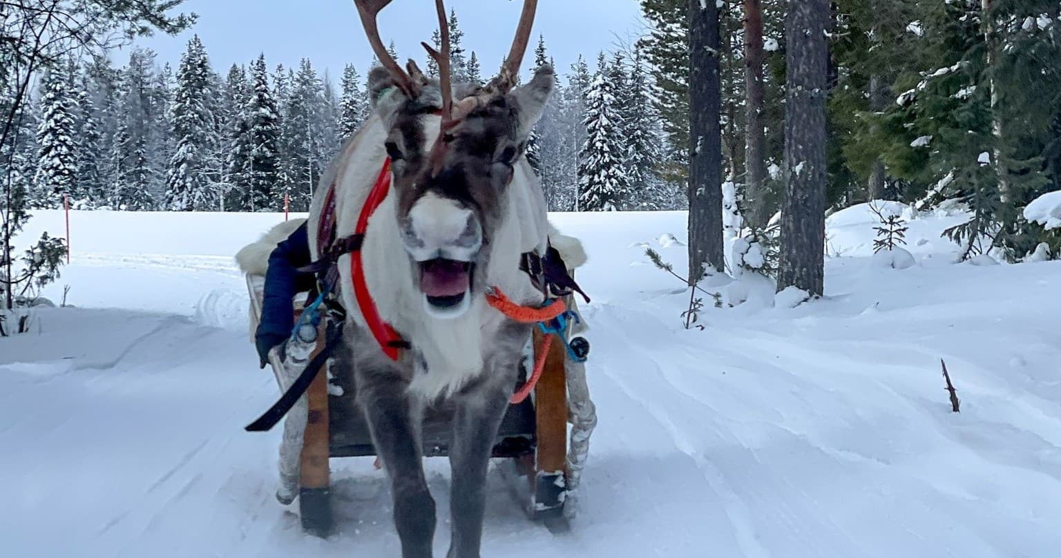 Reindeer Sleigh Adventures in Ruka with Salonki Travels