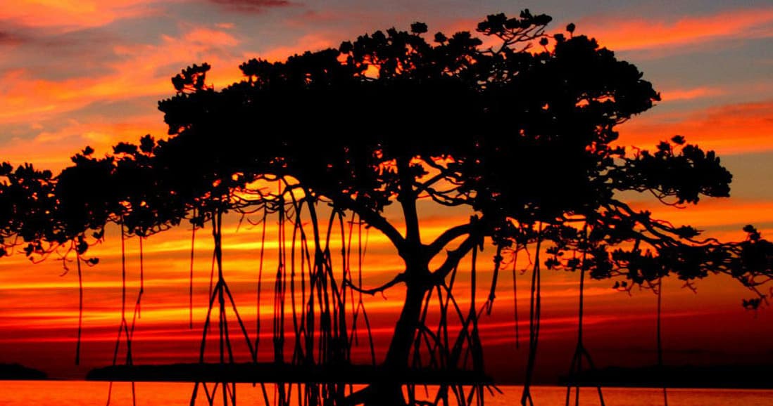 Sunset mangrove silhouette over Everglades bay, scenic vista