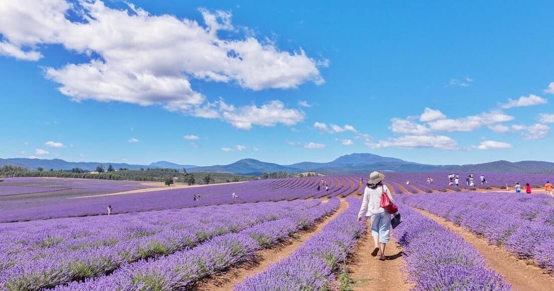 Lavender fields and a cyclist walking rows under blue sky