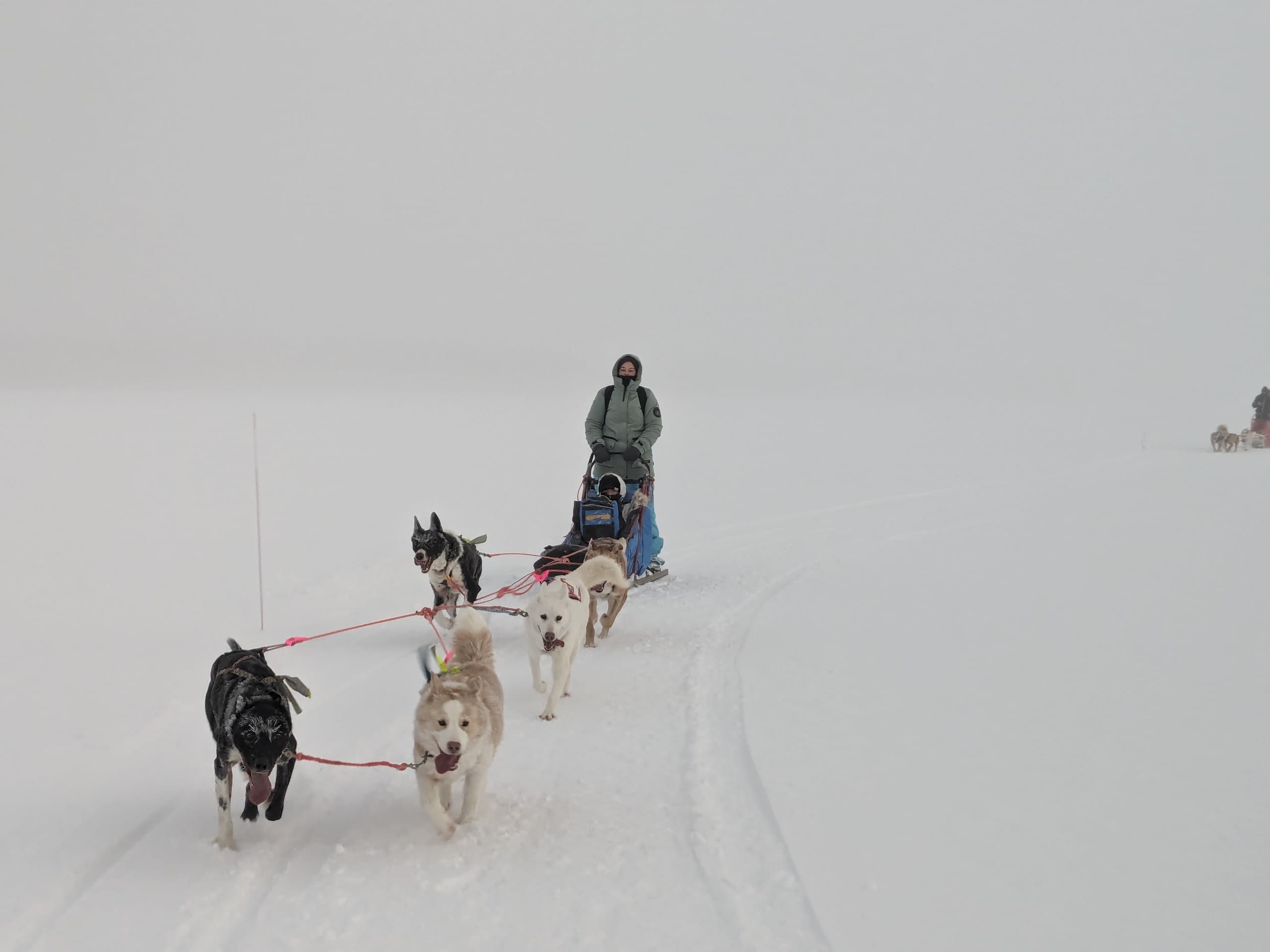 Experience Dog Sledding and Snowshoe Trekking in Posio’s Arctic Wilderness