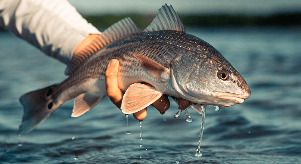 Navarre Fishing Charter fleet