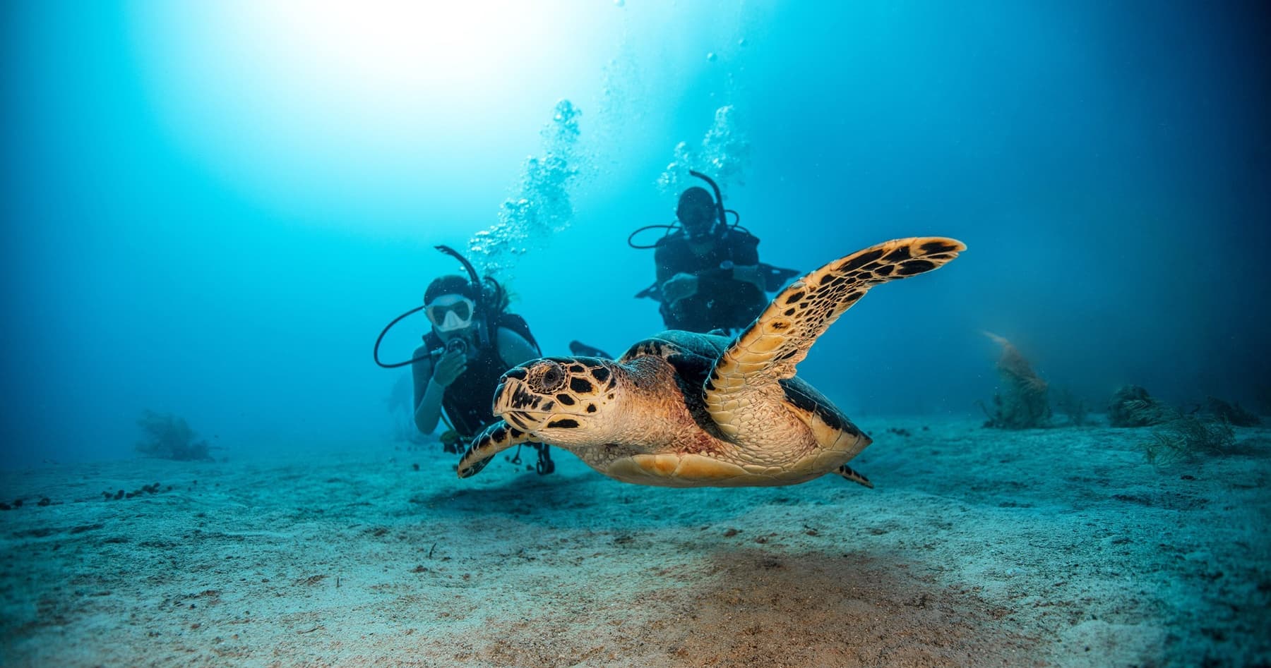 Learn to Dive in Playa del Carmen: Open Water Diver Course with Dive Mike photo 2