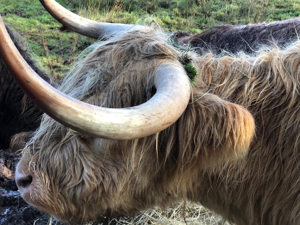 Wildlife & Farm Tours at Nether Glenny Farm with Highland Cows