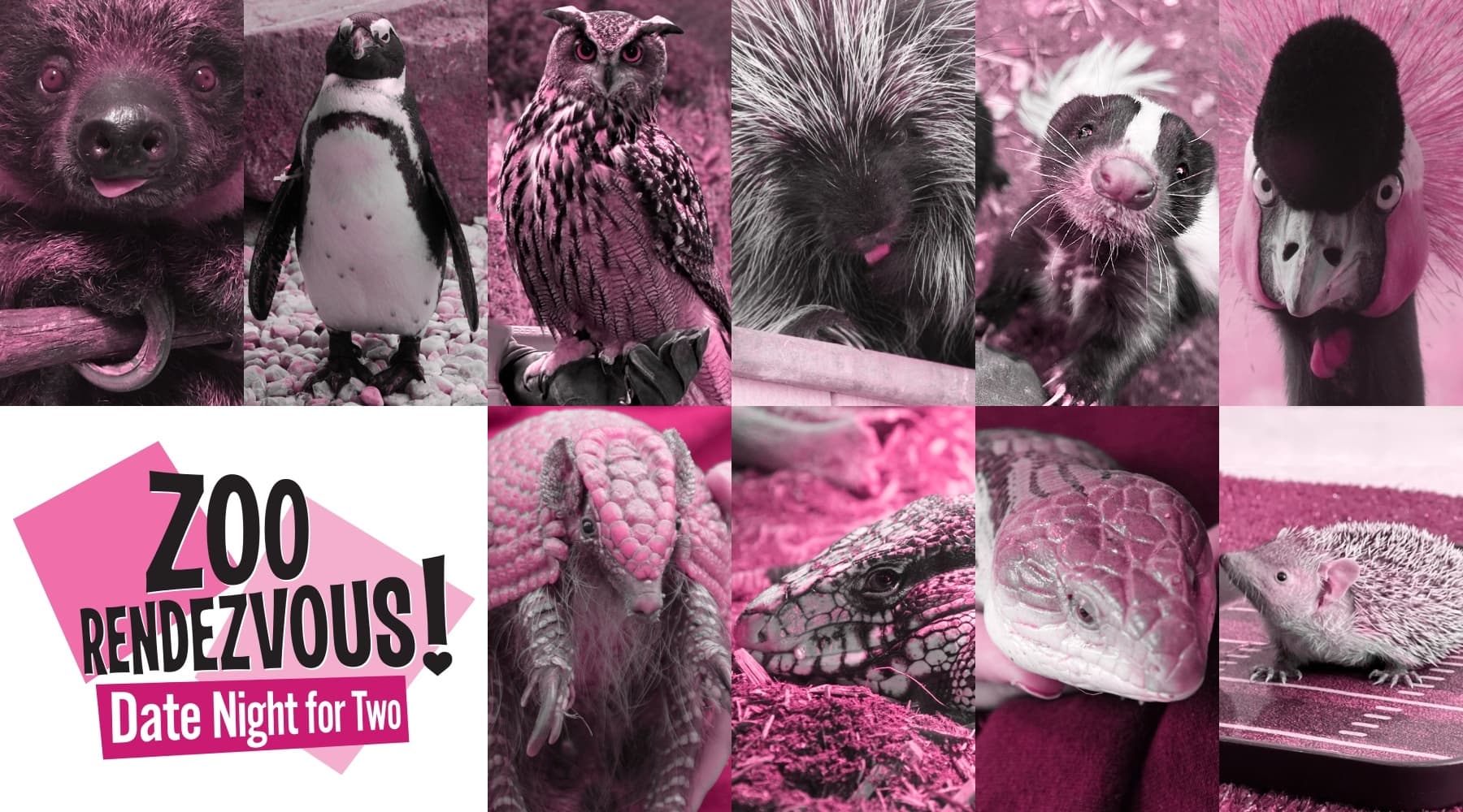 After-Hours Zoo Rendezvous: Dinner, Wine & Ambassador Animals at Lehigh Valley Zoo photo 1