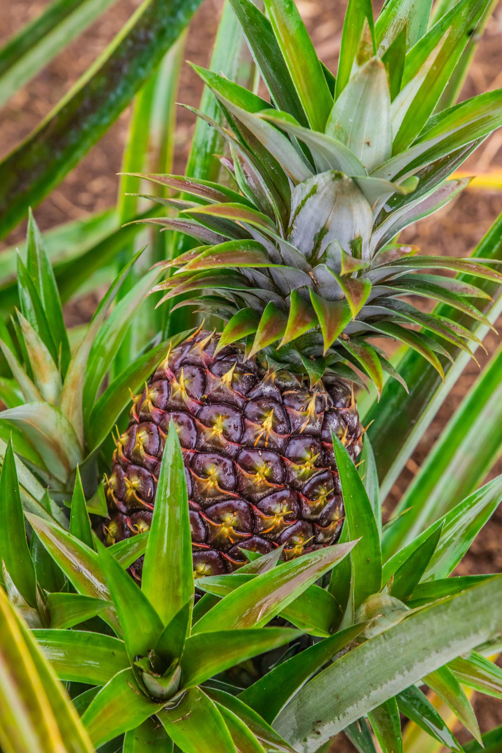Close-up pineapple growing on tropical chocolate farm plantation
