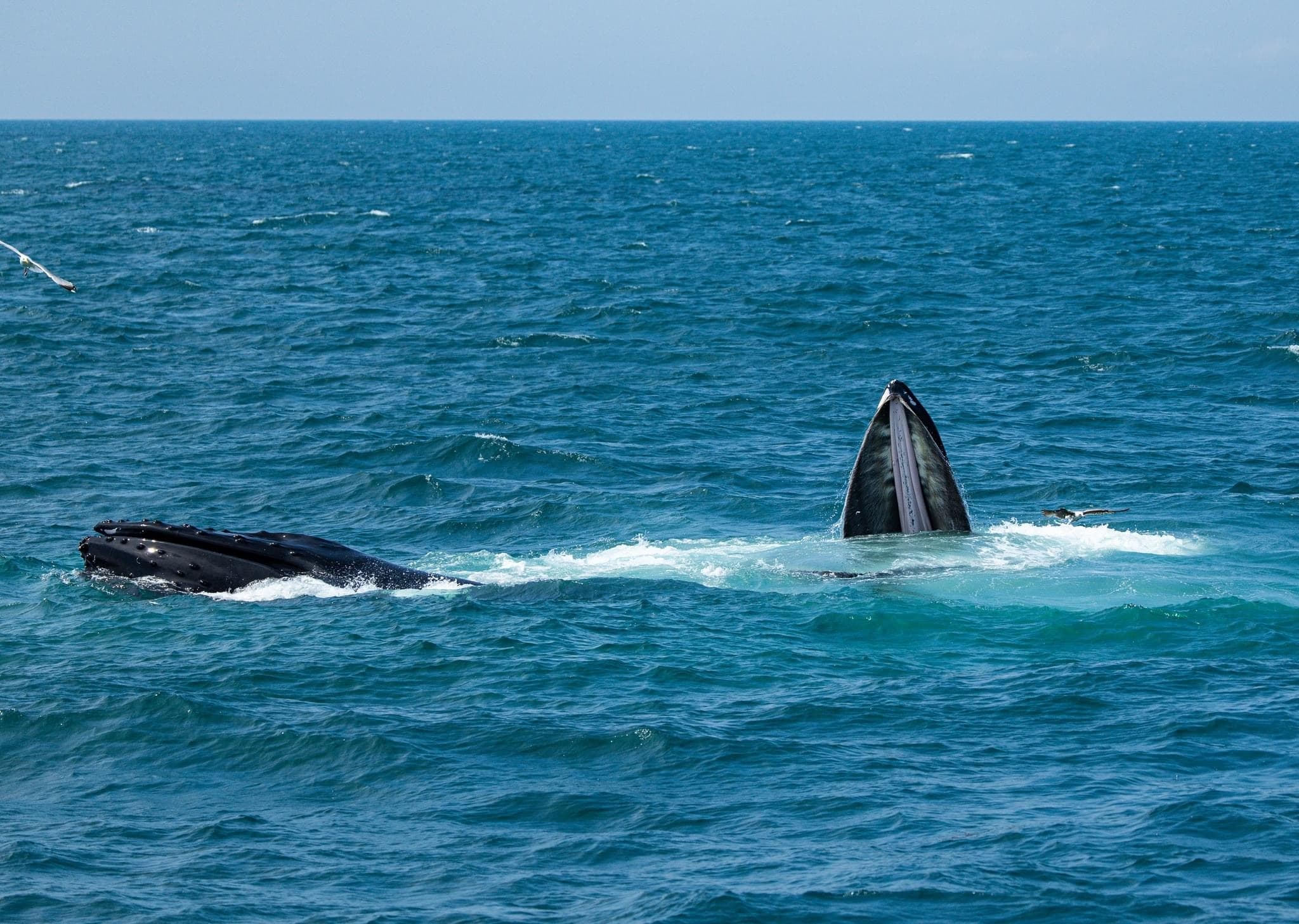 Baleen whale lunge feeding at surface in Atlantic waters