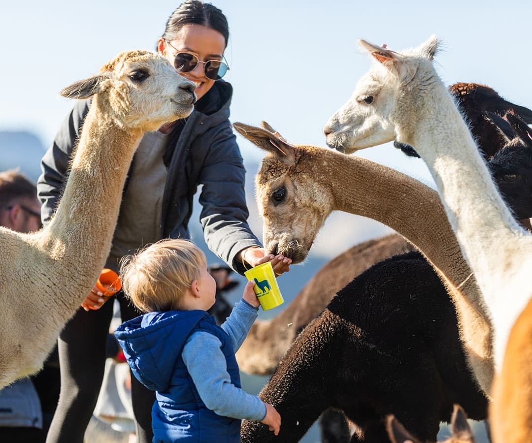 Wildlife & Farm Visit at Nevalea Alpacas