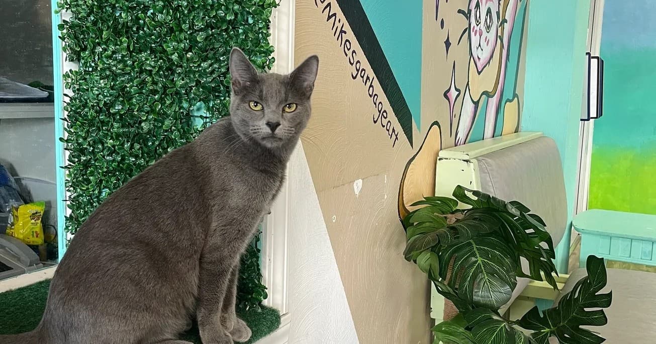 Cat Lounge Adventures in Branson with Mochas and Meows