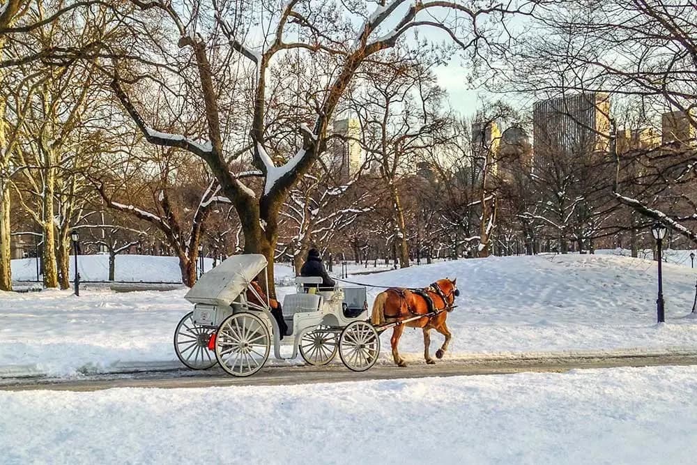 Horse-drawn carriage in Central Park during snowy winter scene