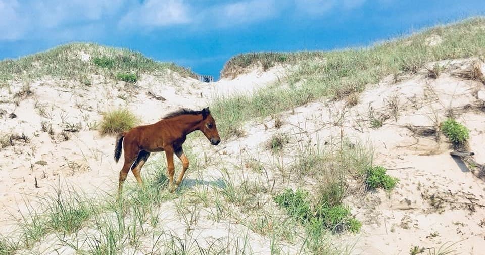 Wild Horse Adventure Tours team
