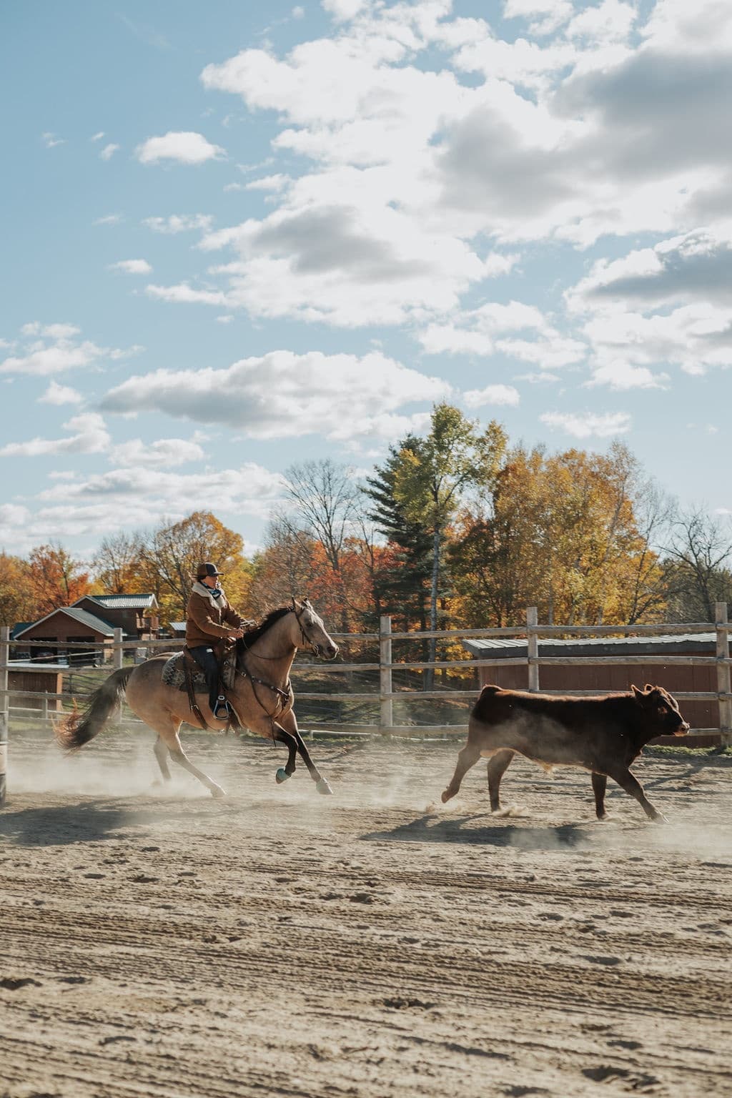 Cattle Work, Roping & Branding: Hands-On Ranch Day in Rutherglen, Ontario