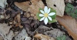 Guided Wildflower Hike in Empire, Michigan — Spring Wildflower Walks