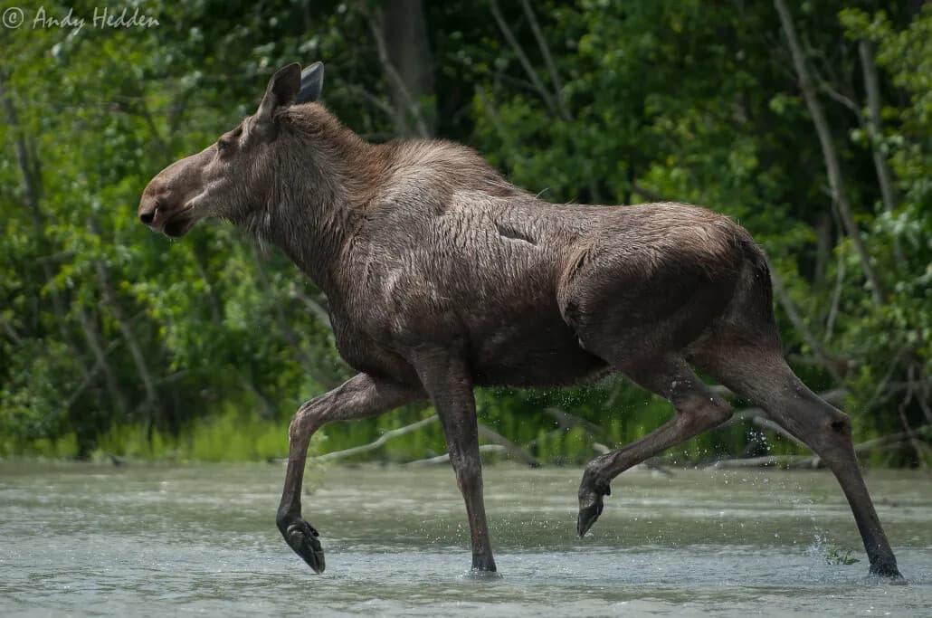 Private Eagle Preserve Float Trip — Bald Eagles & Wildlife on the Chilkat River