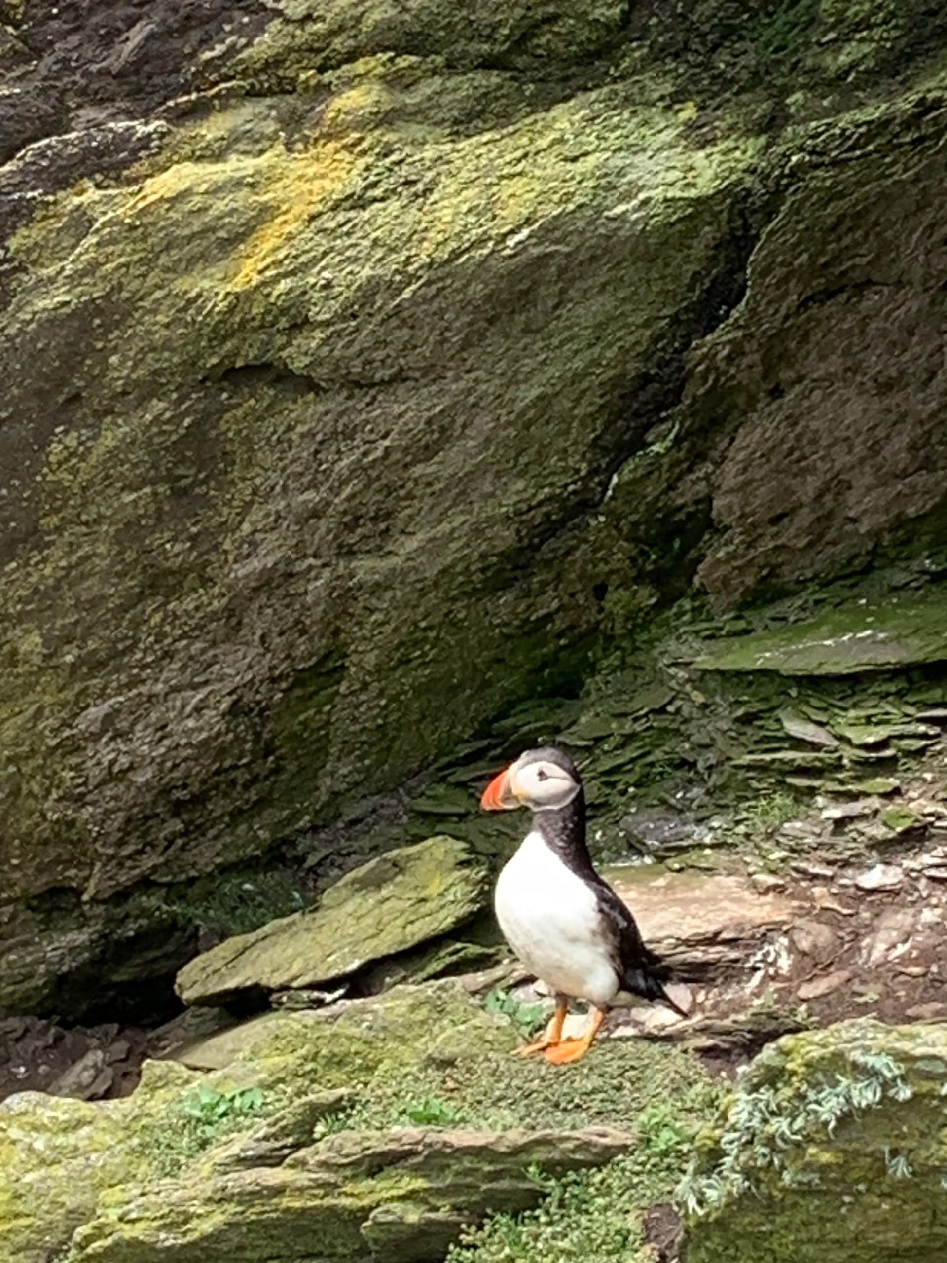 Skellig Michael & Ring of Kerry Private Tour: UNESCO Island, Seabirds & Coastal Drive photo 2