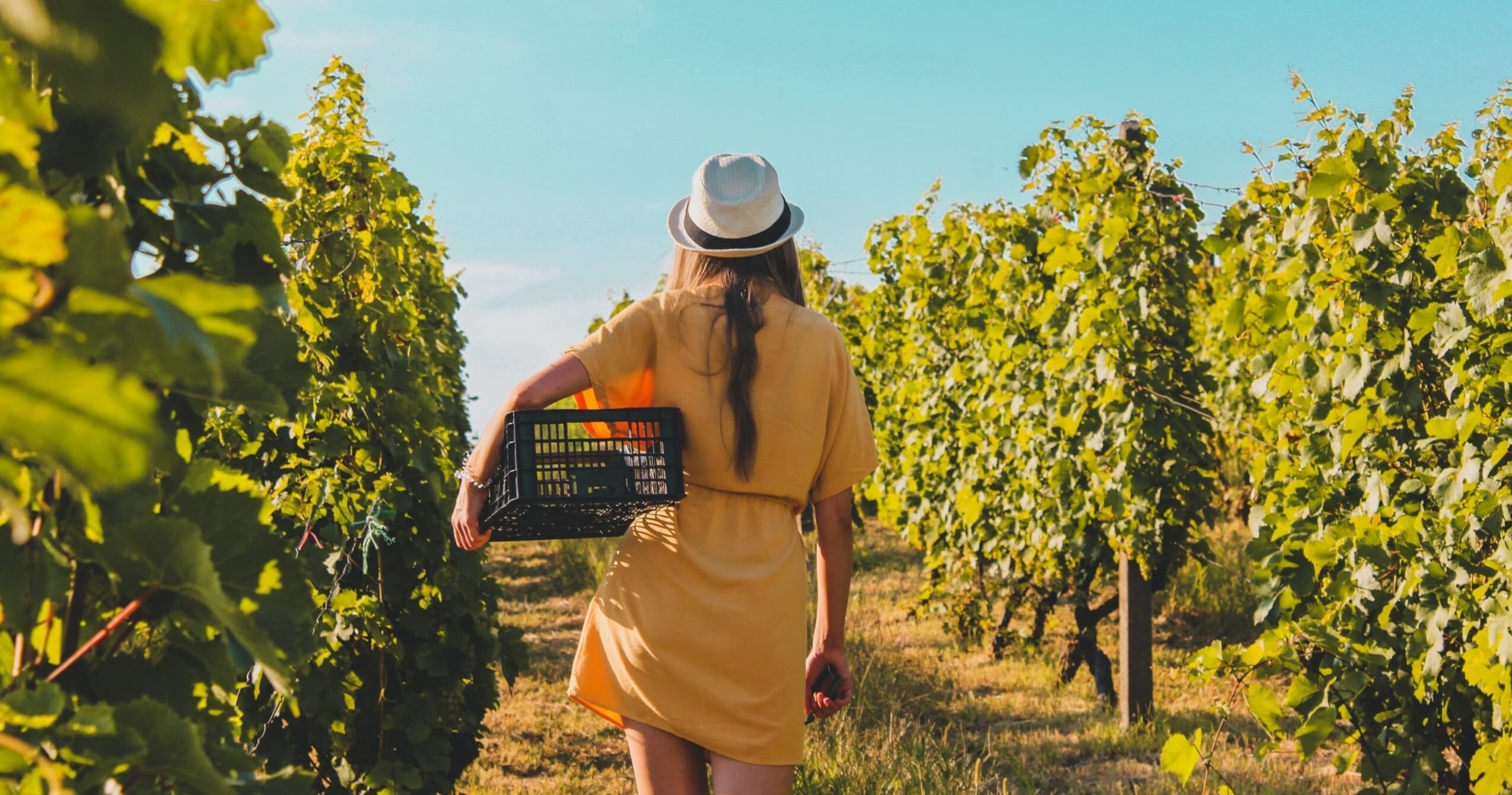 Prosecco Wine Experience | Guided Tour in Abano Terme | Food Tour, Attraction, Wine