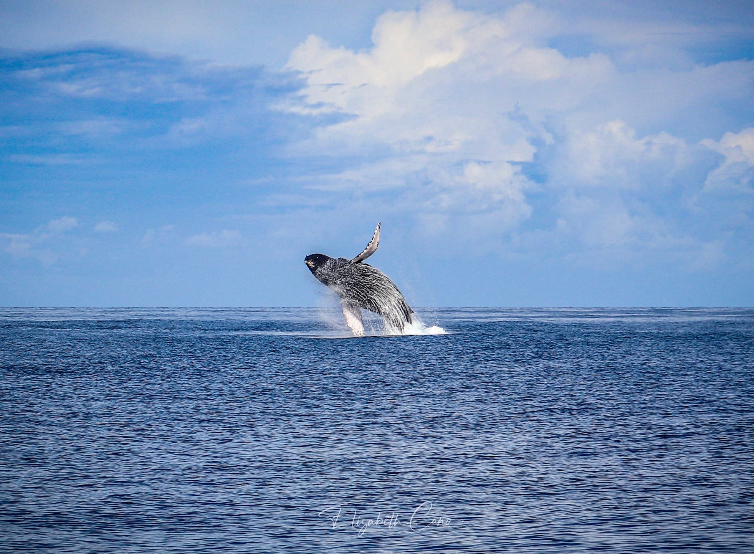Whale Watching Adventures with Hawaii Nautical Big Island