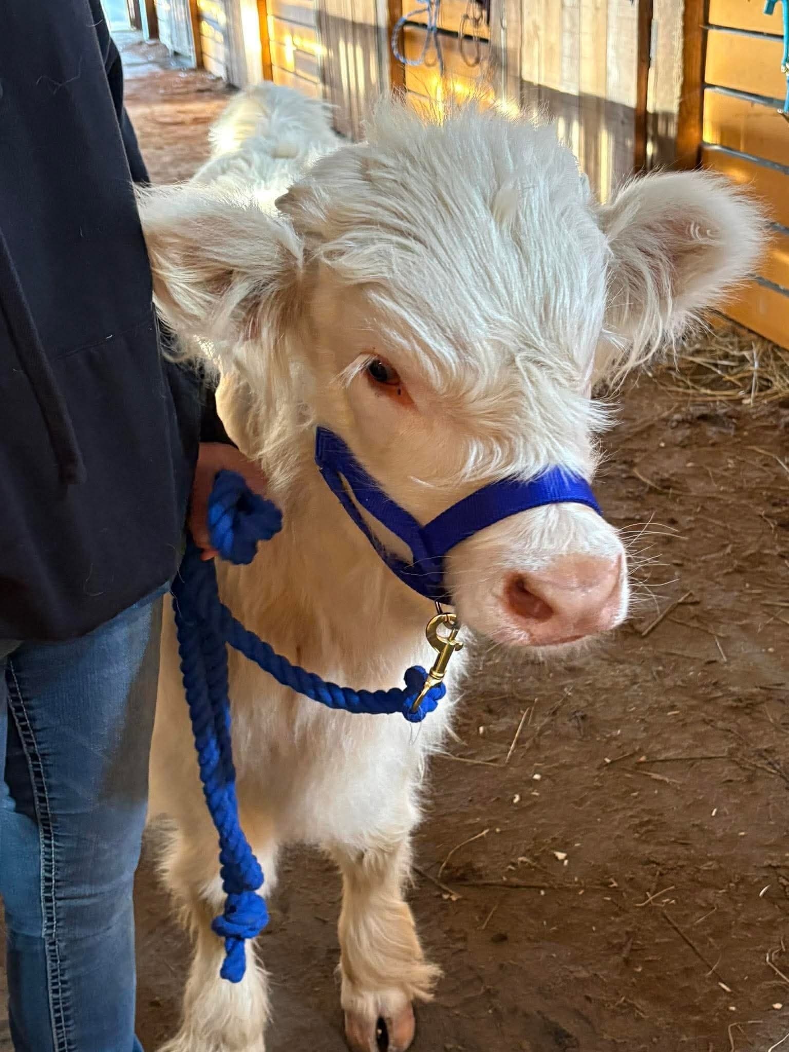Ira Township Ranch Tours — Meet Kangaroos, Capybaras and Highland Cows
