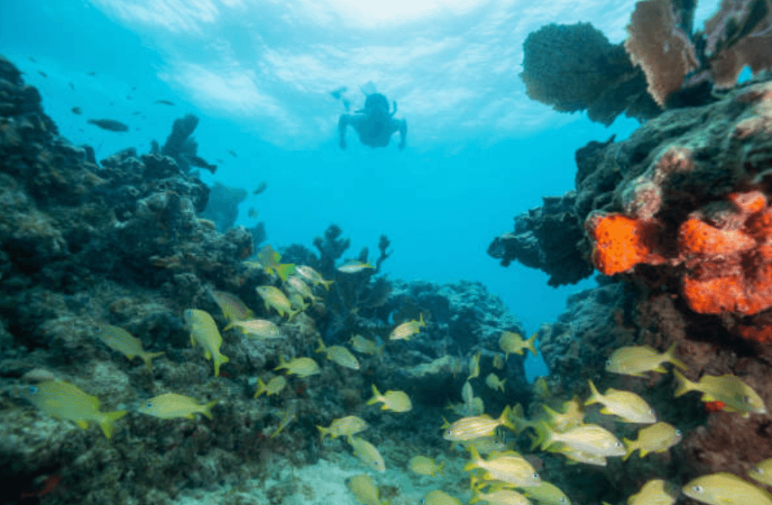 Private Snorkel & Sandbar Cruise with Duck Key Watersports