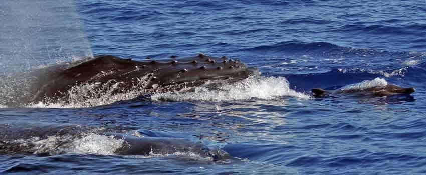 Coastal Ocean Adventure with Wild Side Specialty Tours in Waianae