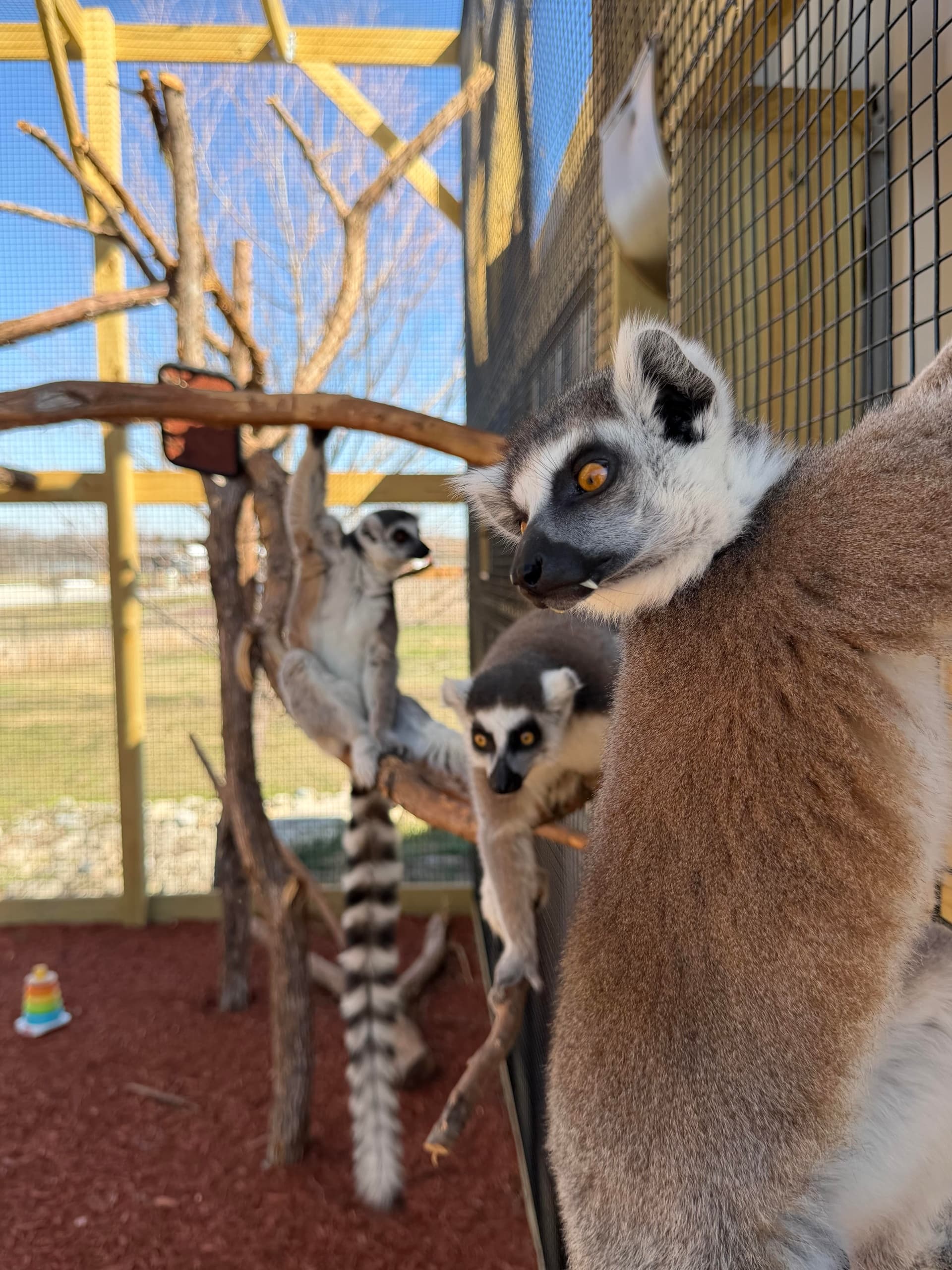 Ringtail Lemur Encounter in Bonham, Texas - Hands-On Lemur Experience