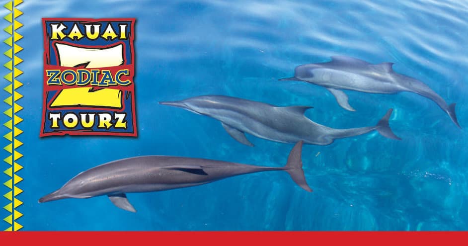 Spinner dolphins swimming in clear Pacific waters during snorkeling tour