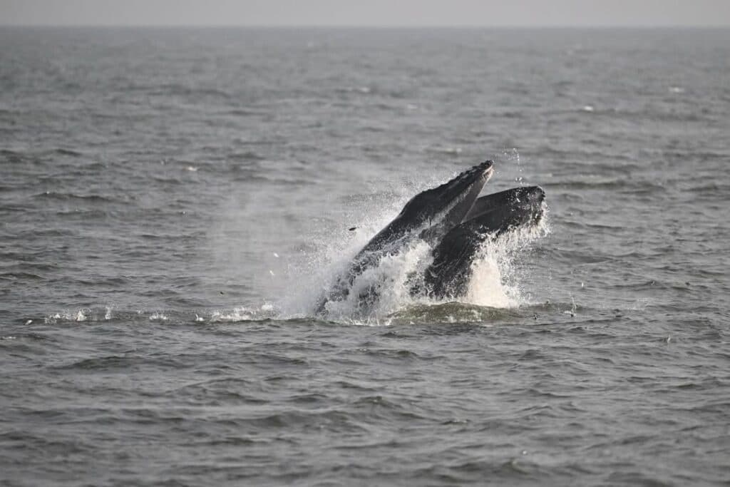 Whale Watching in Keyport: Keyport Princess Jersey Coast Marine Encounters