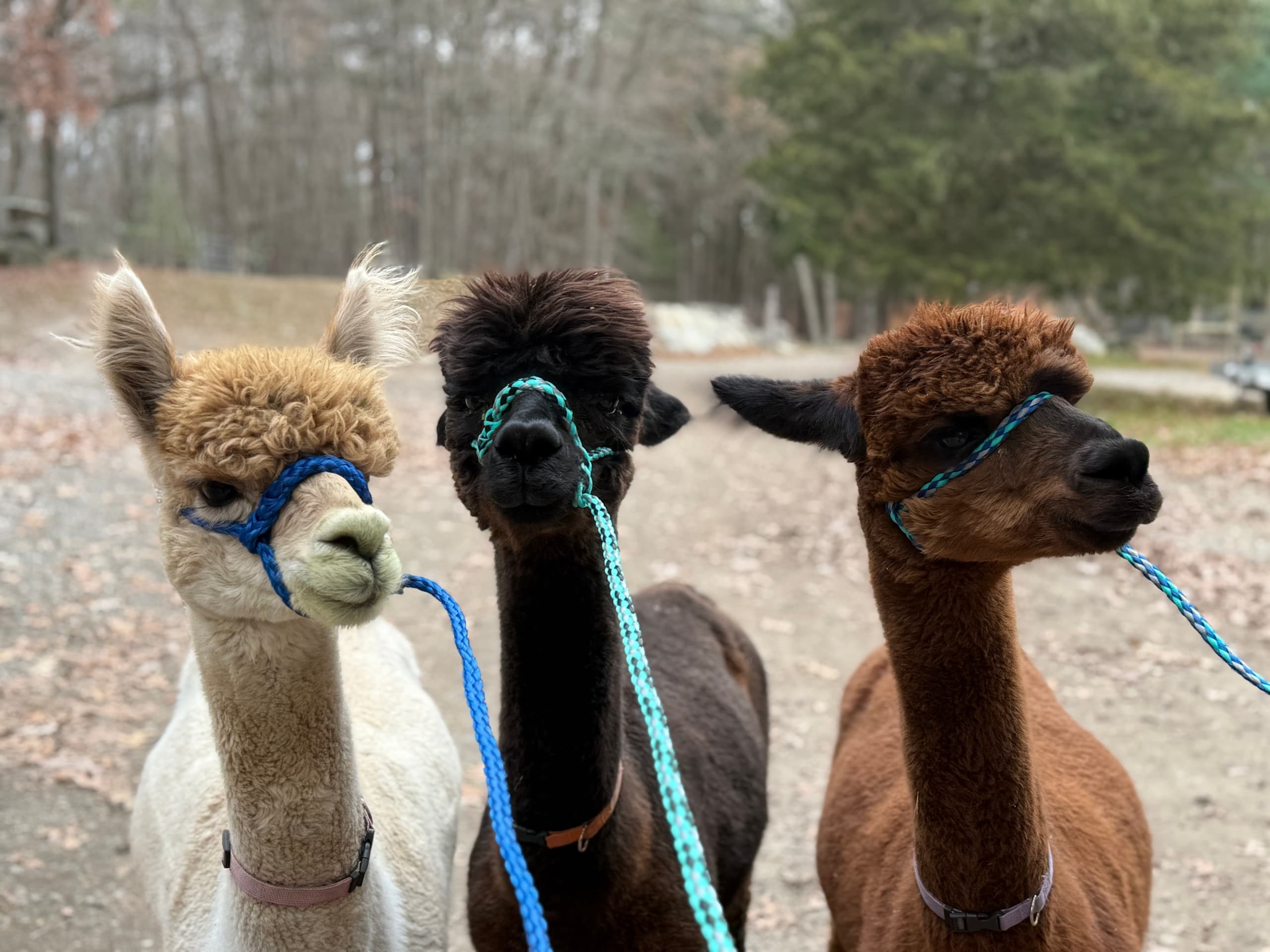 Alpaca Trail Treks in Georgetown, MA: 45-Minute Farm Walks & Animal Handling