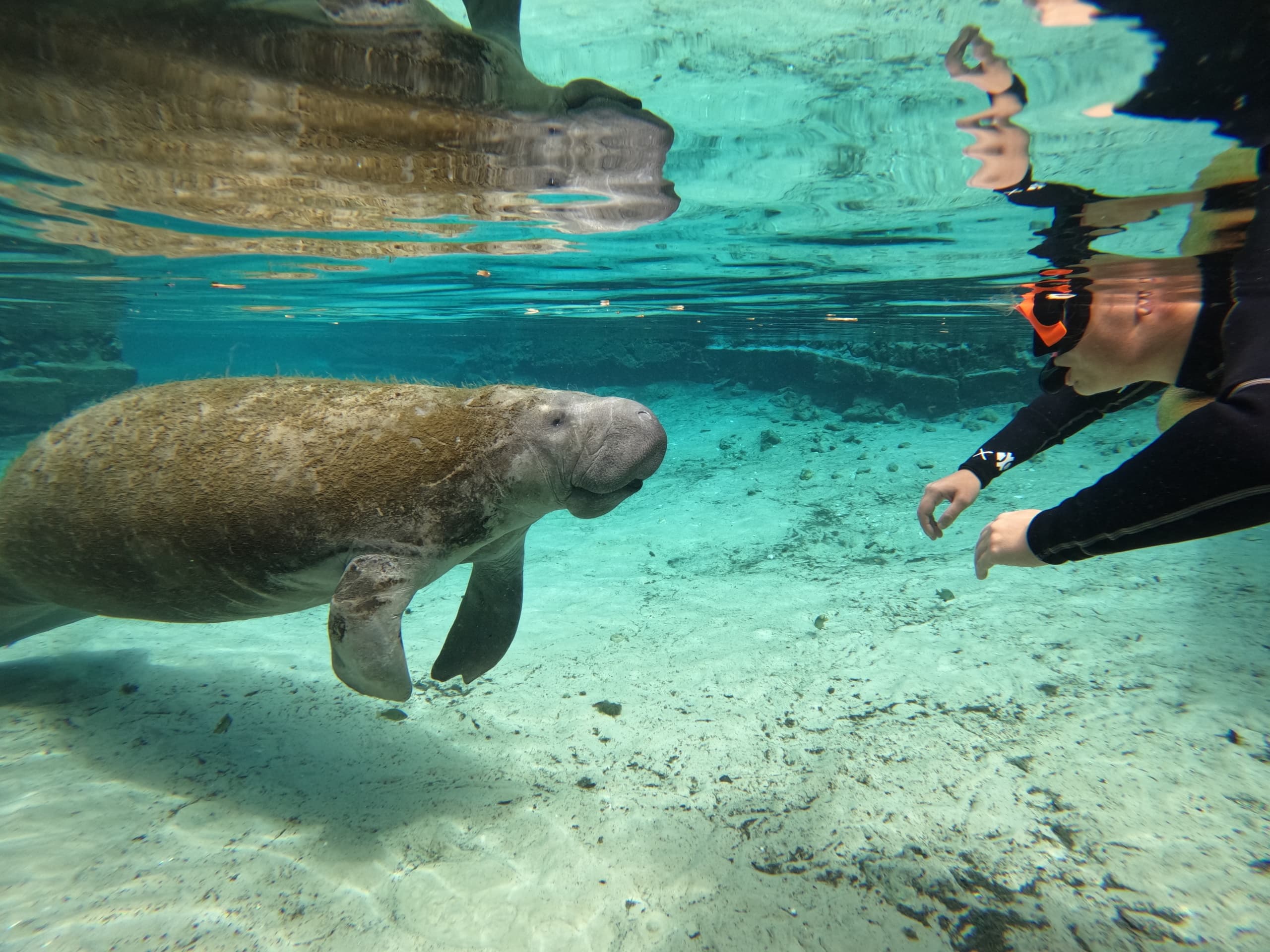 Snorkeler observing curious manatee near sandy spring bottom