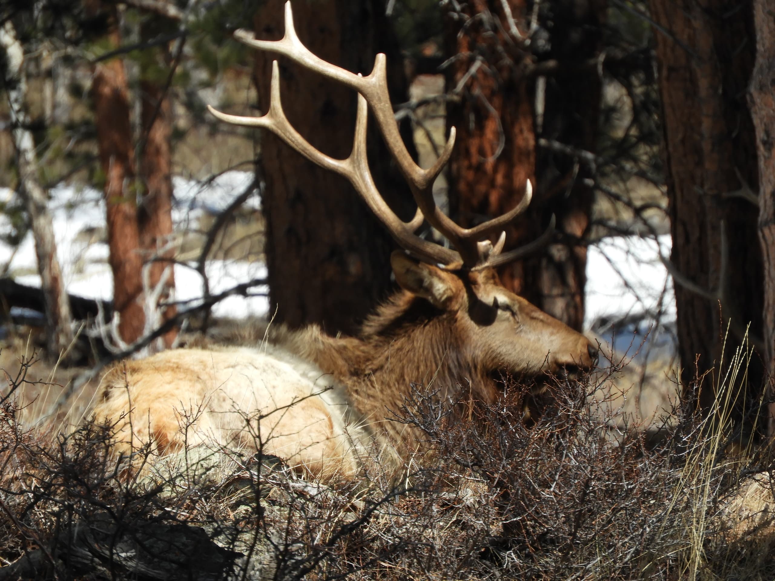 Elk Rut Observation Tour in Denver, Colorado