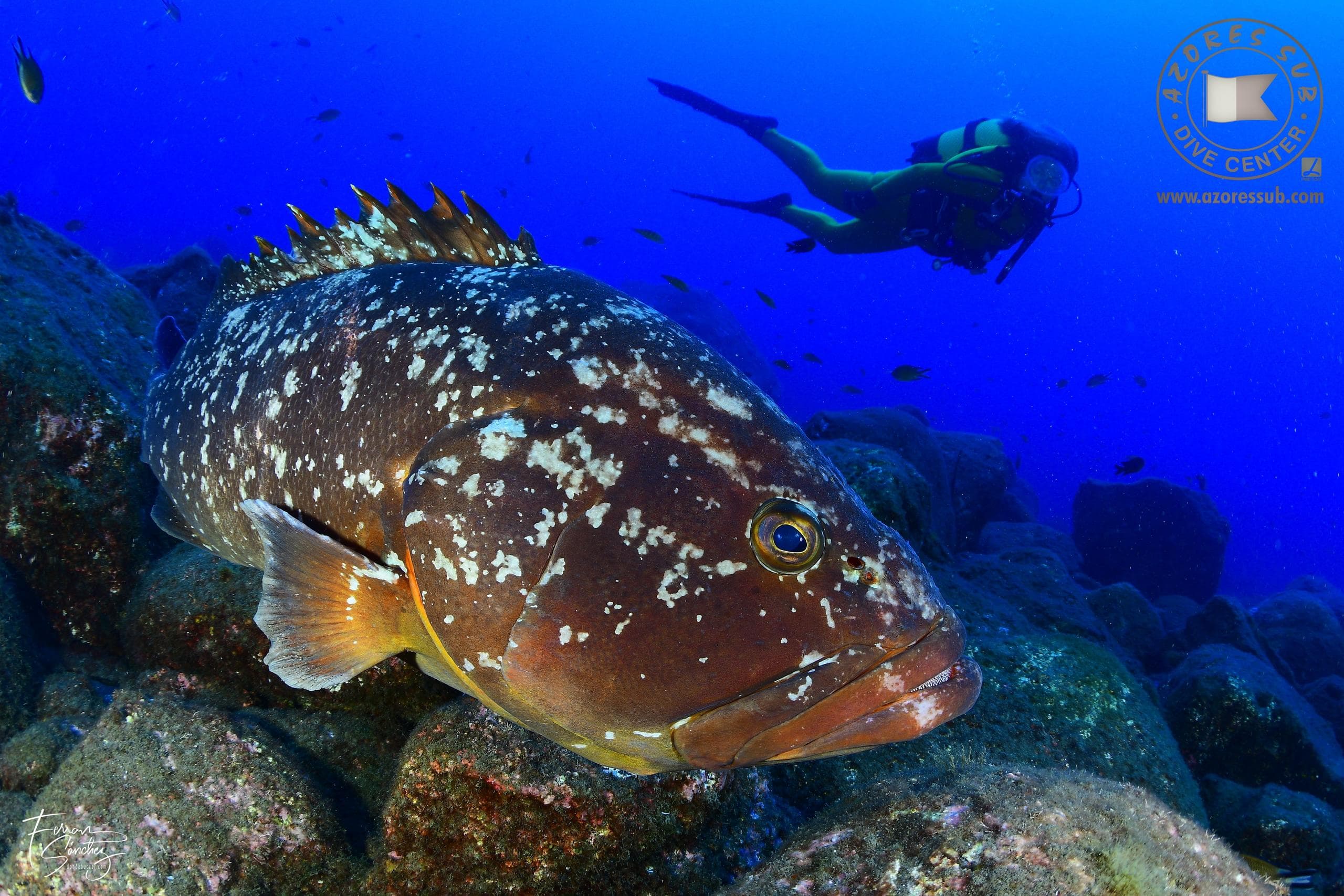 Diving Adventure at São Miguel Island with Azores Sub