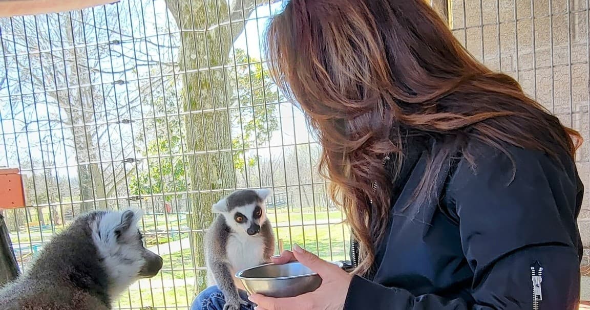 Lemur Encounter at Wild Animal Safari Strafford