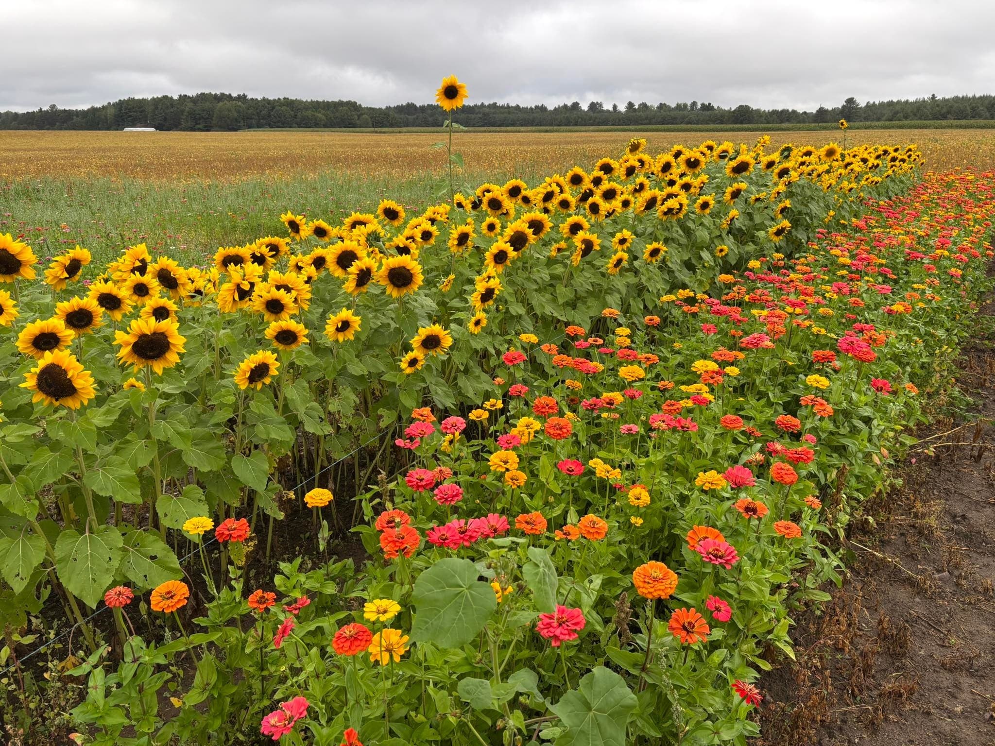 Grampa's Farm Fall Festival Near Wausau: Pumpkin Patch, Corn Maze & Milking Demos