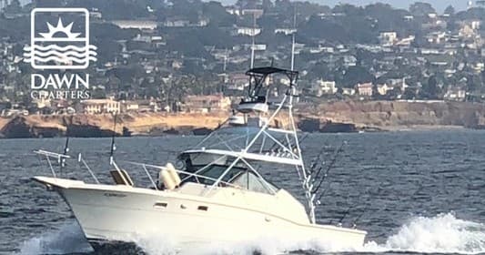 Offshore Birding Adventure with Dawn Charters in San Diego