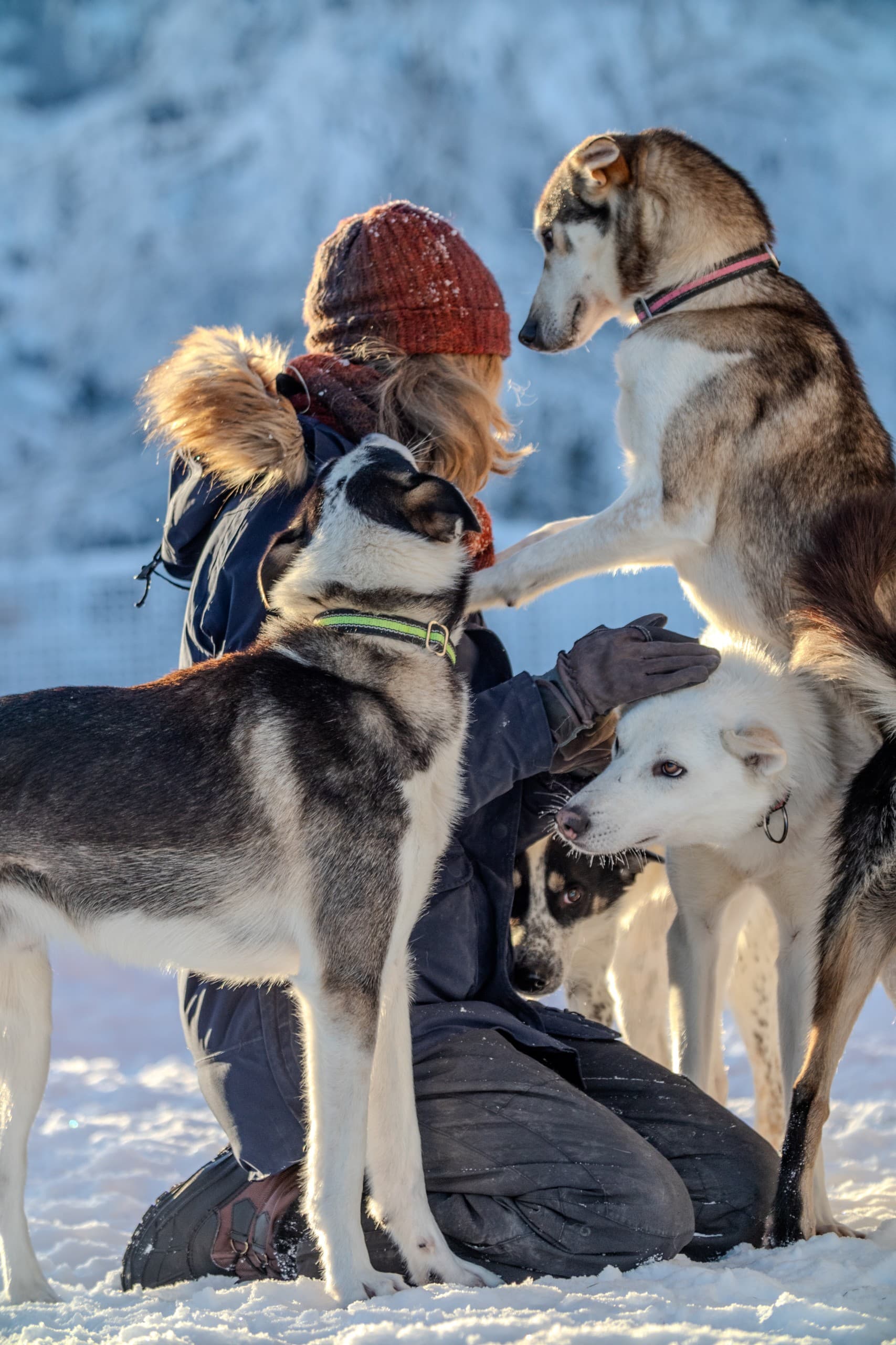Lapland New Year: Husky Sledding & Northern Lights in Rentjärn photo 1