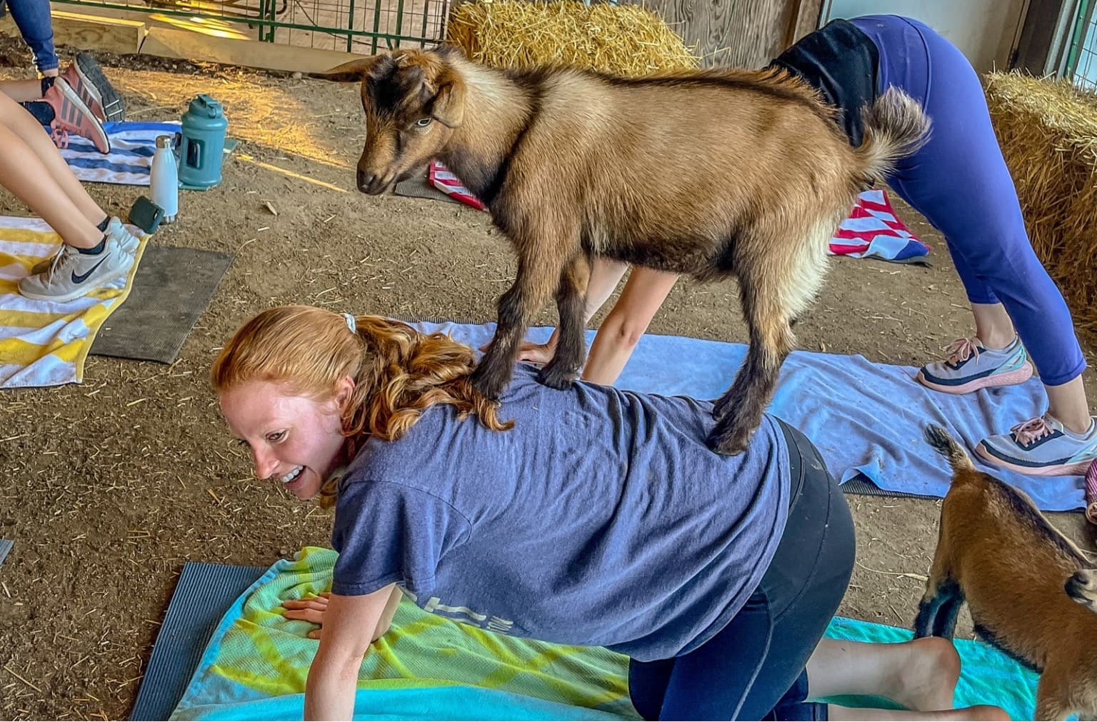 Goat standing on participant during barn goat yoga session