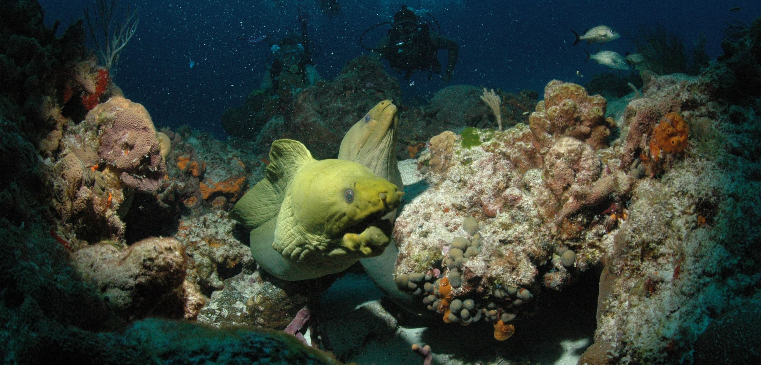 Thrilling Cancun Diving with Deep Life’s Goliat Grouper