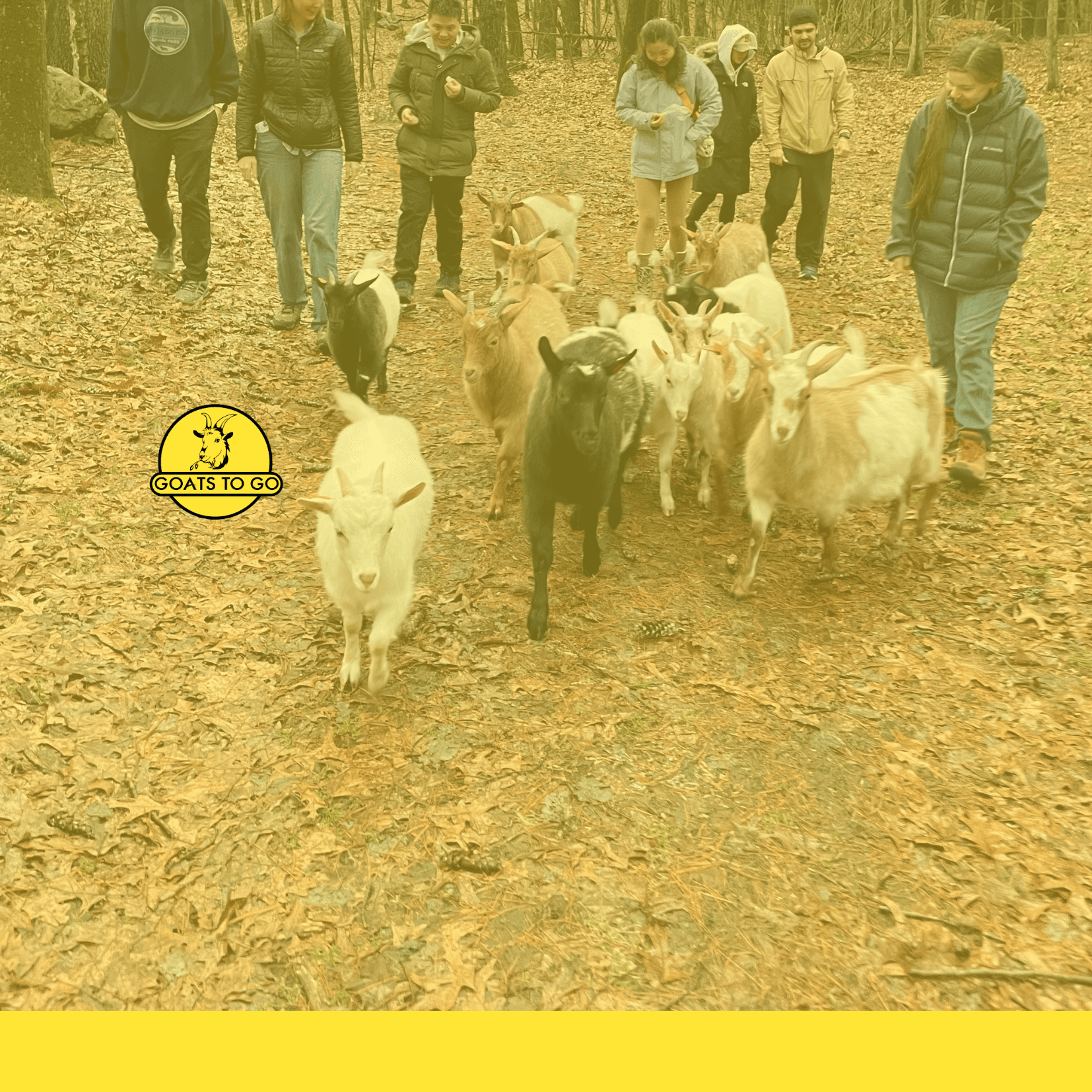 Herd of goats walking through leaf-strewn trail at goat farm
