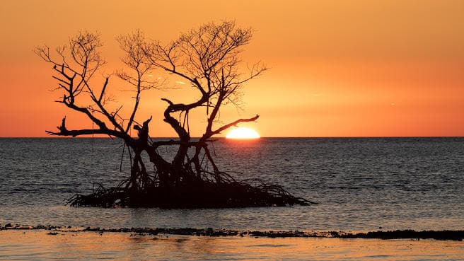 Sunset mangrove island silhouette over Gulf waters in Everglades