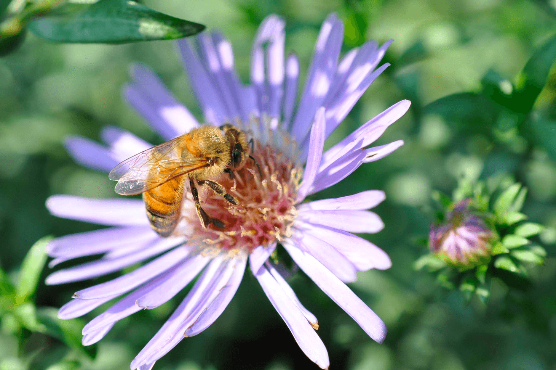 Wildlife & Nature Adventures at Planet Bee Honey Farm
